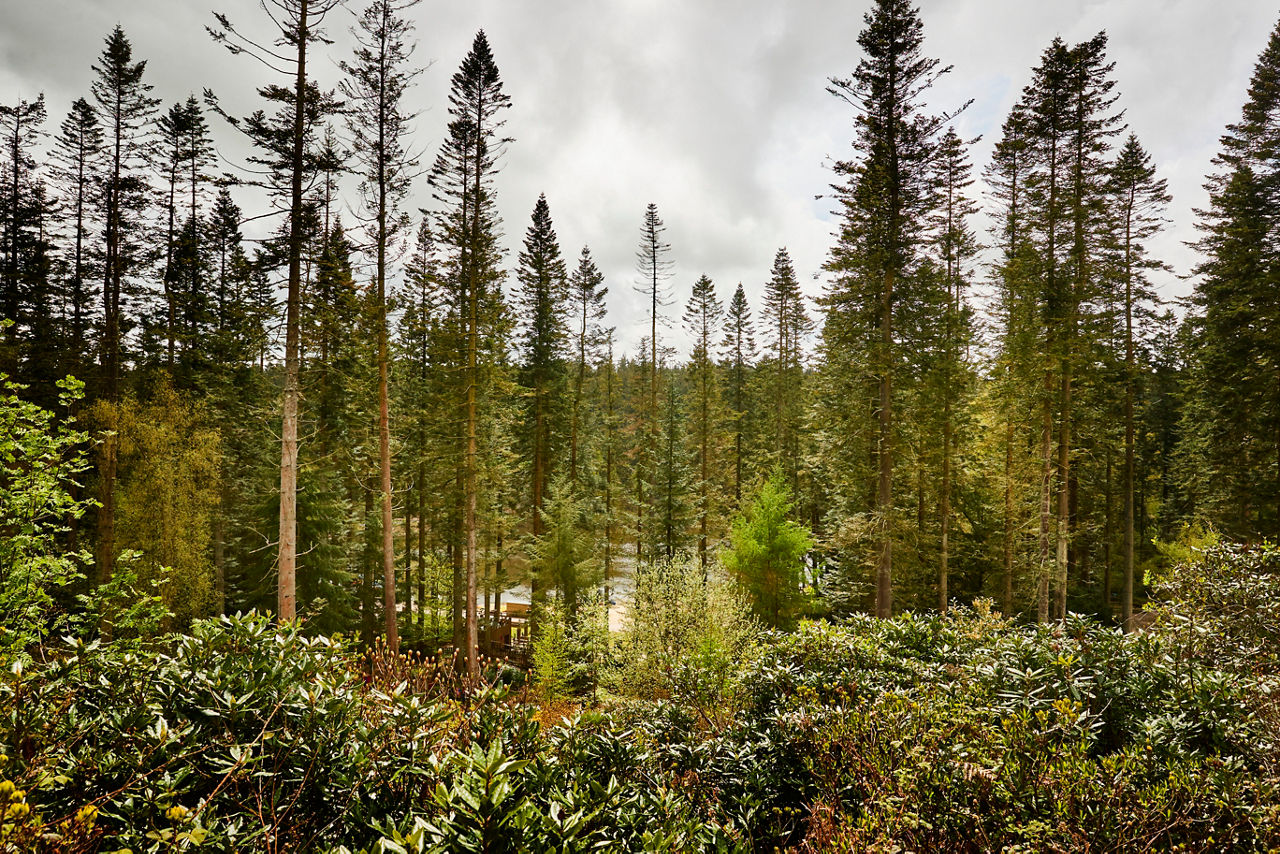 The forest at Longleat Forest.